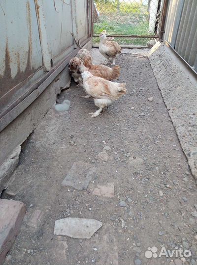 Домашняя птица