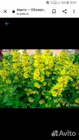 Вербейник. Выкопаю по заказу