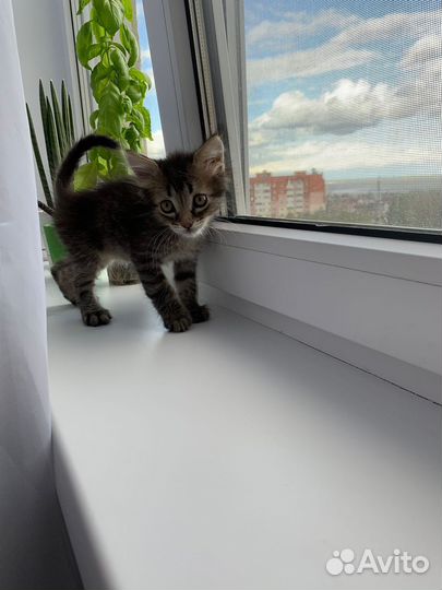 Котенок мальчик