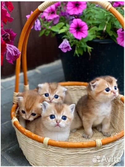Котята золотая шиншилла