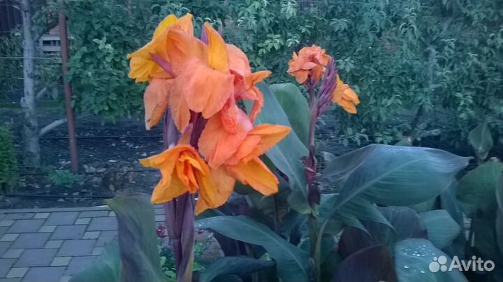 Канны оранжевые и красные