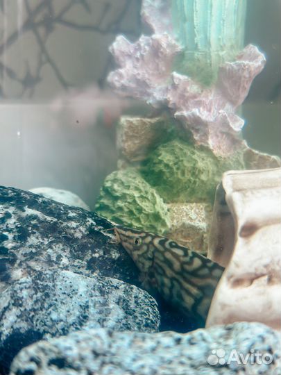 Боция рыбка