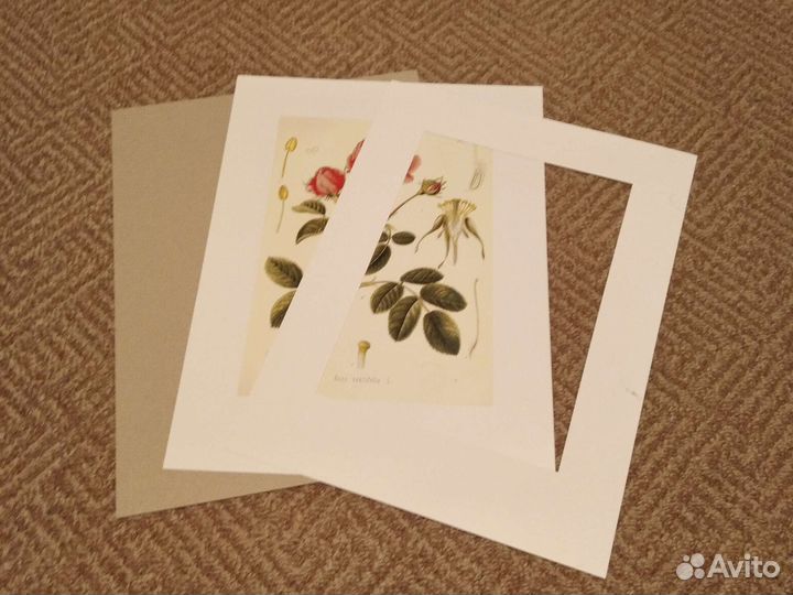 Постеры. Репродукции. Ботаническая тема