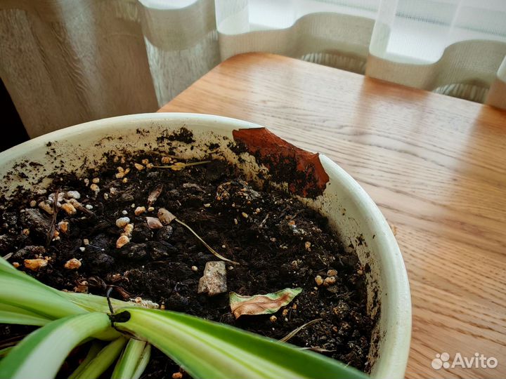 Хлорофитум