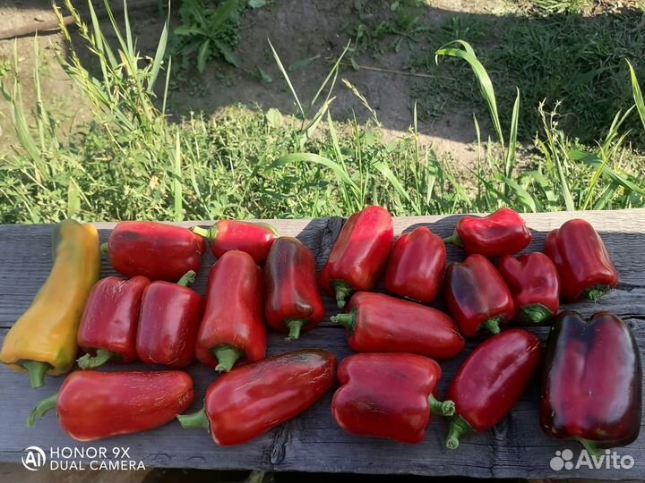 Рассада перца Русский гигант желтый