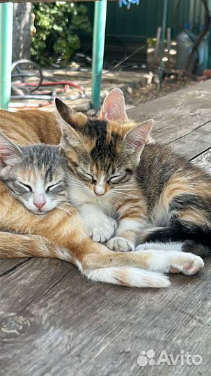 Отдам очаровательных котят