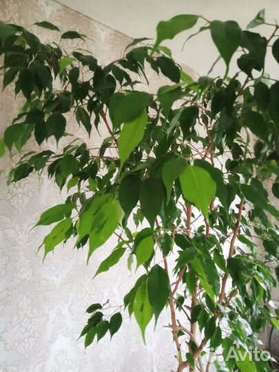 Фикус бенджамина большой