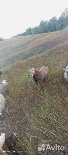 Бараны на мясо