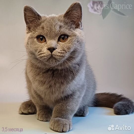 Любимчик Умка.Перспективный Британский котяра