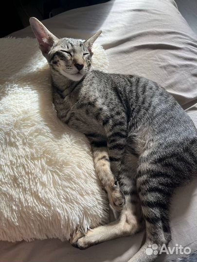 Ориентальный котенок мальчик