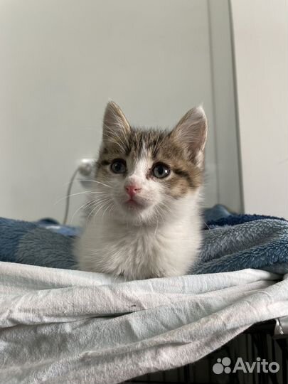 Котенок мальчик