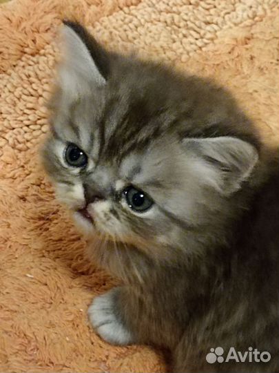 Очаровательный Котейка персидский