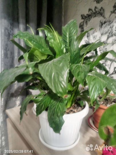 Комнатные цветы