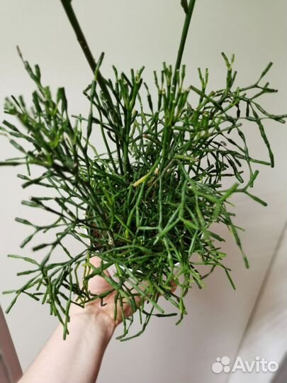 Фиттония цимбалярия комнатные растения