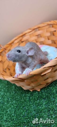 Крыса крысята дамбо рекс от заводчика