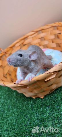 Крыса крысята дамбо рекс от заводчика
