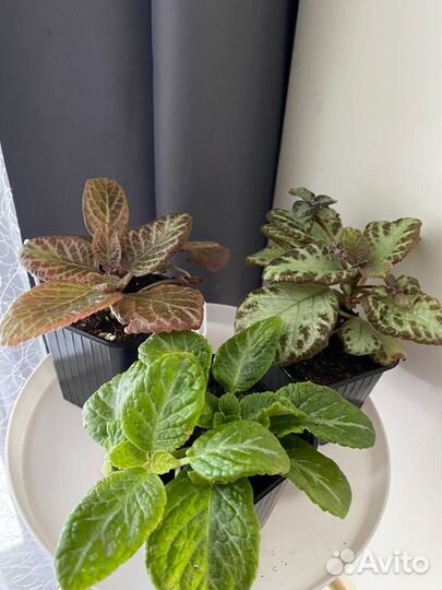 Эписции-домашние цветы