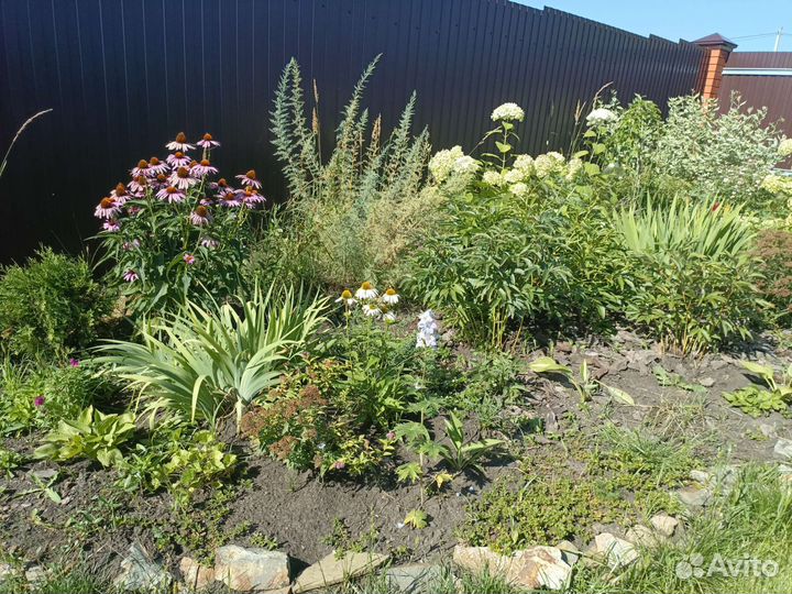 Многолетники садовые