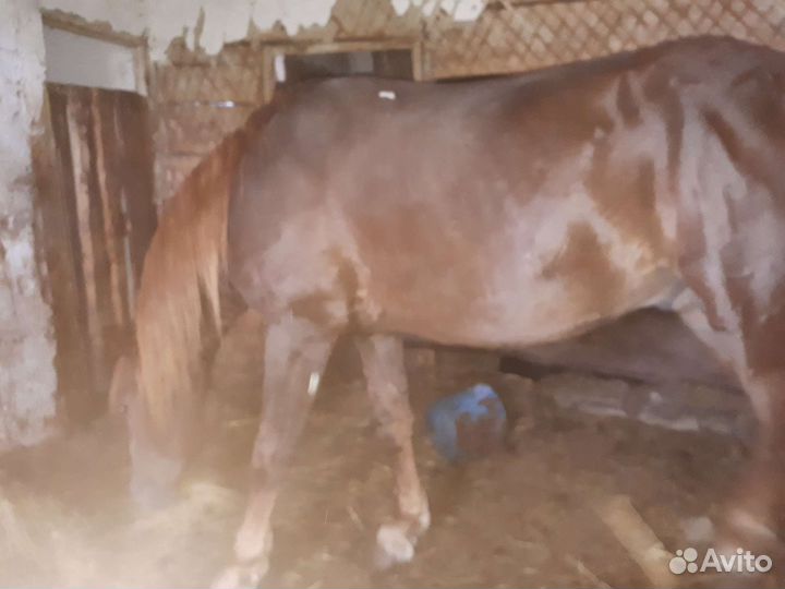 Продам животных