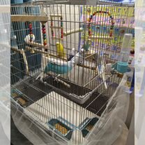 Волнистый попугай