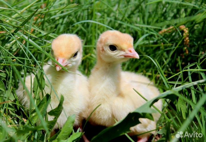 Гусята цыплята утята индюшата