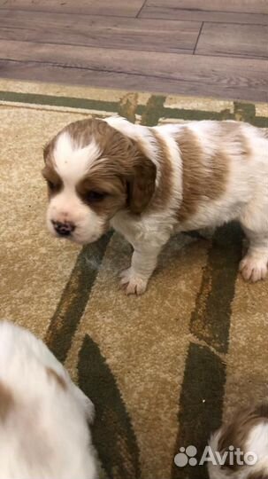 Бретонский эпаньоль