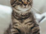 Чудесный малыш Антей- котенок около 2 месяцев