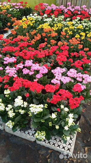 Каланхое, Примула, фуксии, азалия, цинерария