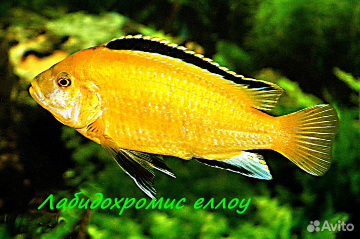 Цихлиды в Череповце. Взрослые, подростки, мальки