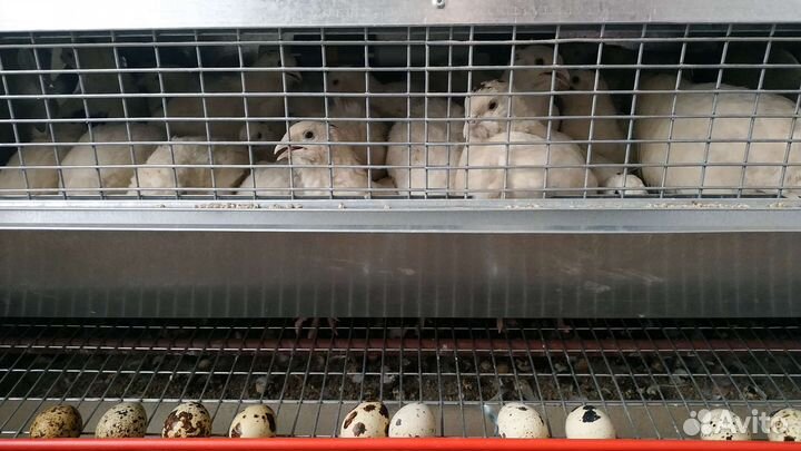 Перепела яйца