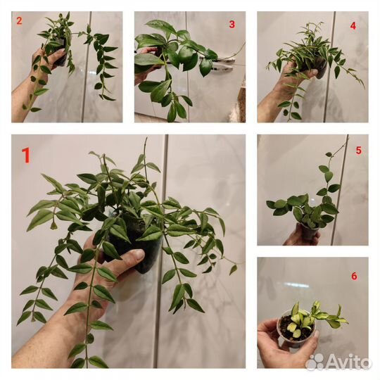 Разные комнатные цветы