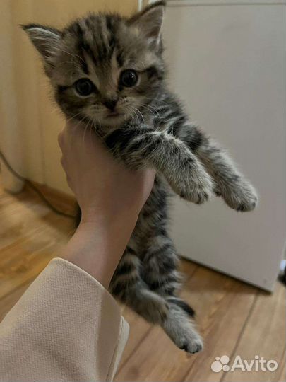 Котята в добрые руки бесплатно