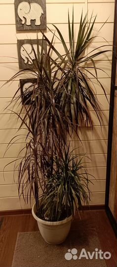 Фикус, драцена, гибискус