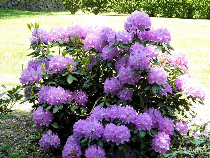 Семена цветов