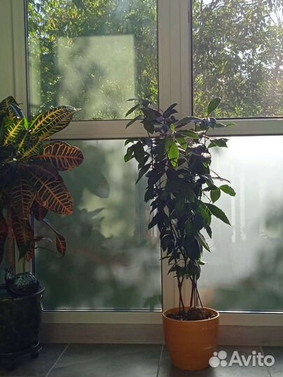 Лавр благородный