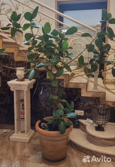 Фикус Эластика крупномер. Высота-1м70см. Шир-1.80
