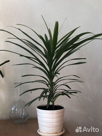 Пальма драцена, кордилина