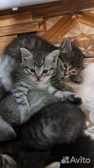 Детки в добрые руки