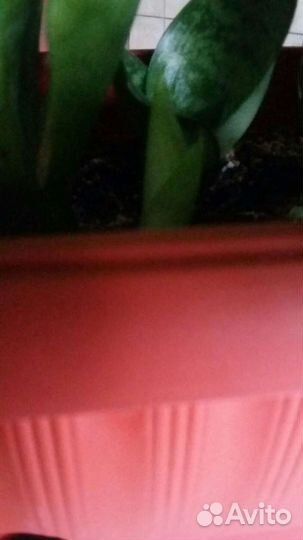 Сансевиерия(комнатные цветы)