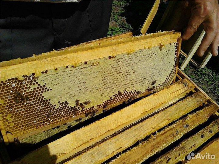 Алтайский мед