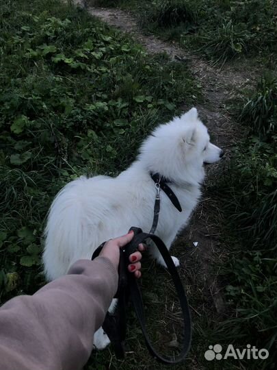 Выгул собак, догняня