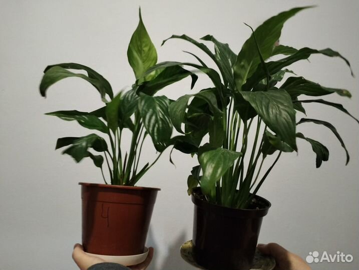 Продам цветы. Спатифиллум