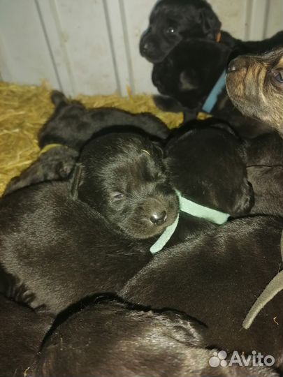 Щенки лабрадора