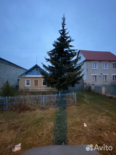 Ель многолетняя