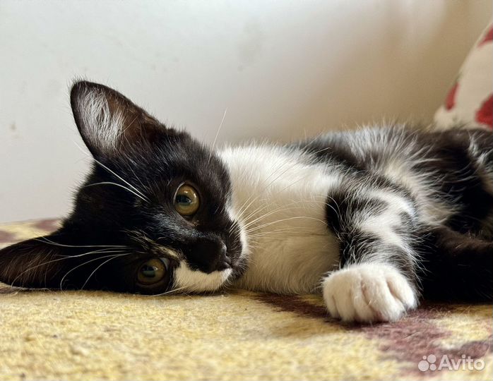 Игривый ласковый котенок ищет дом