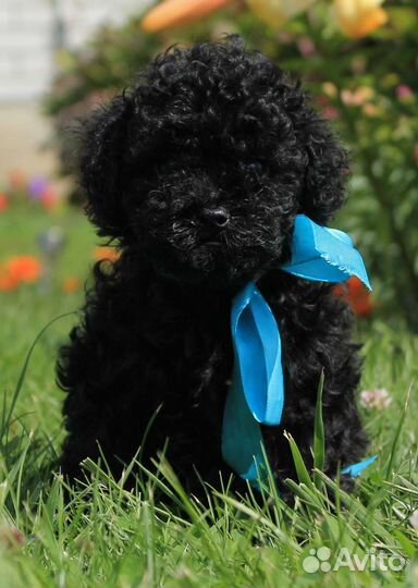 Той -пудель уголек