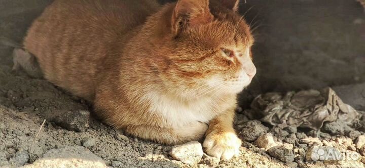 Нектаринчик (рыжий кот)