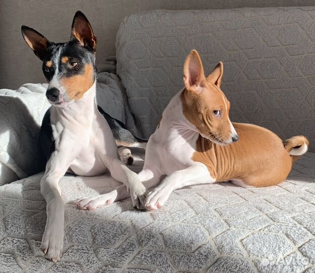 Щенки Басенджи