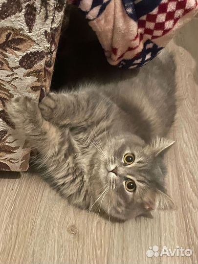 Кошка, которая любит смотреть телевизор. Отдаю