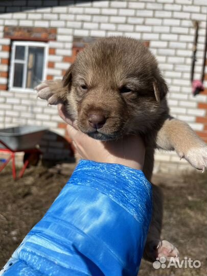 Щенки немецкой овчарки